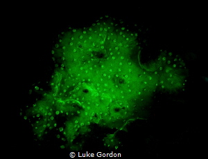 Turbinaria sp. fluoresces in the Molucca sea by Luke Gordon 
